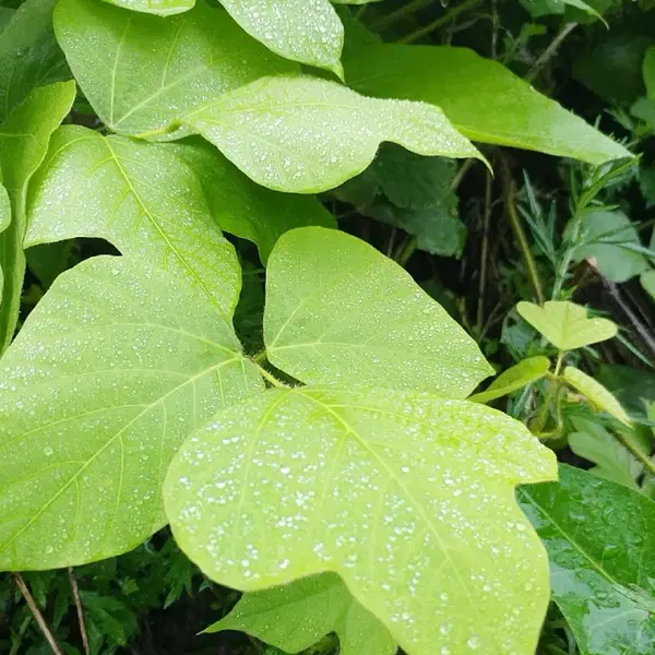 안동 무농약 햇빛 자연통풍 건조 최상급 뽕잎,산칡잎(1팩) - 6번째 이미지