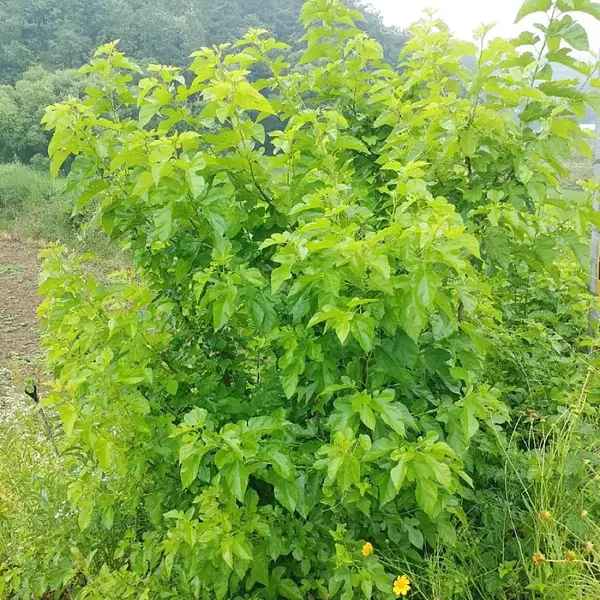 안동 무농약 햇빛 자연통풍 건조 최상급 뽕잎,산칡잎(1팩) - 3번째 이미지