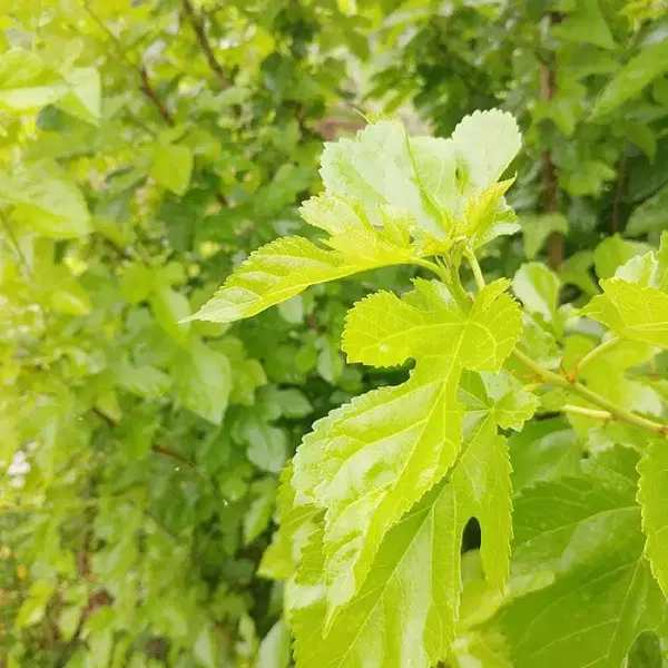 안동 무농약 햇빛 자연통풍 건조 최상급 뽕잎,산칡잎(3팩)