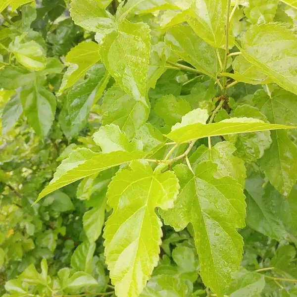 안동 무농약 햇빛 자연통풍 건조 최상급 뽕잎,산칡잎 - 4번째 이미지